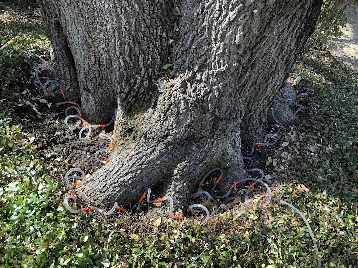 Detailed Tree Cabling and Bracing job site in Catawissa