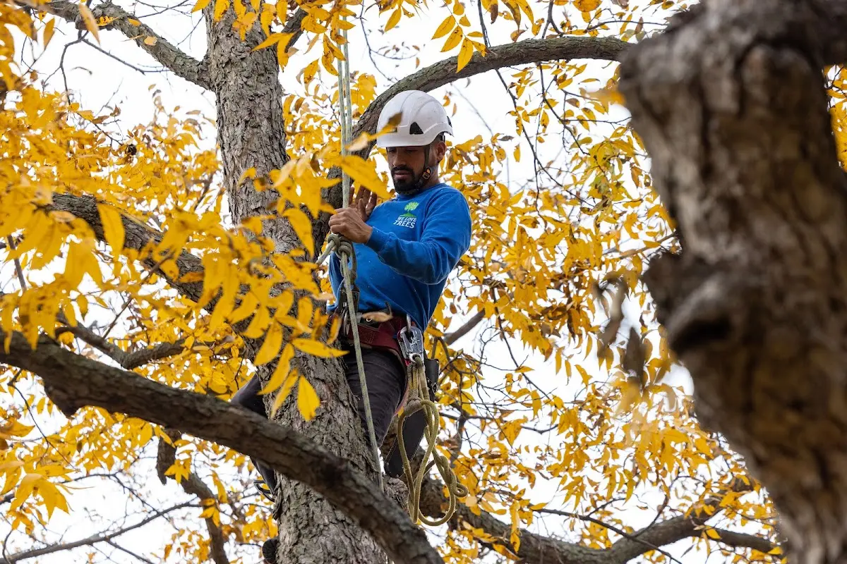 Skilled Storm Damage Cleanup crew working in Catawissa